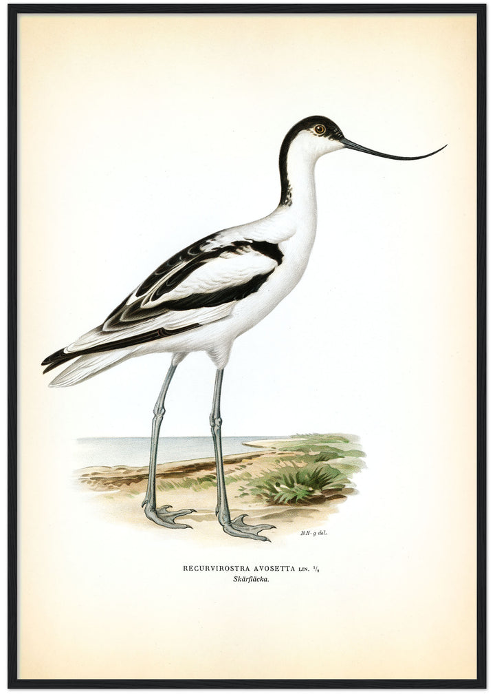 Fågeln Skärfläcka på klassisk vintage poster/affisch