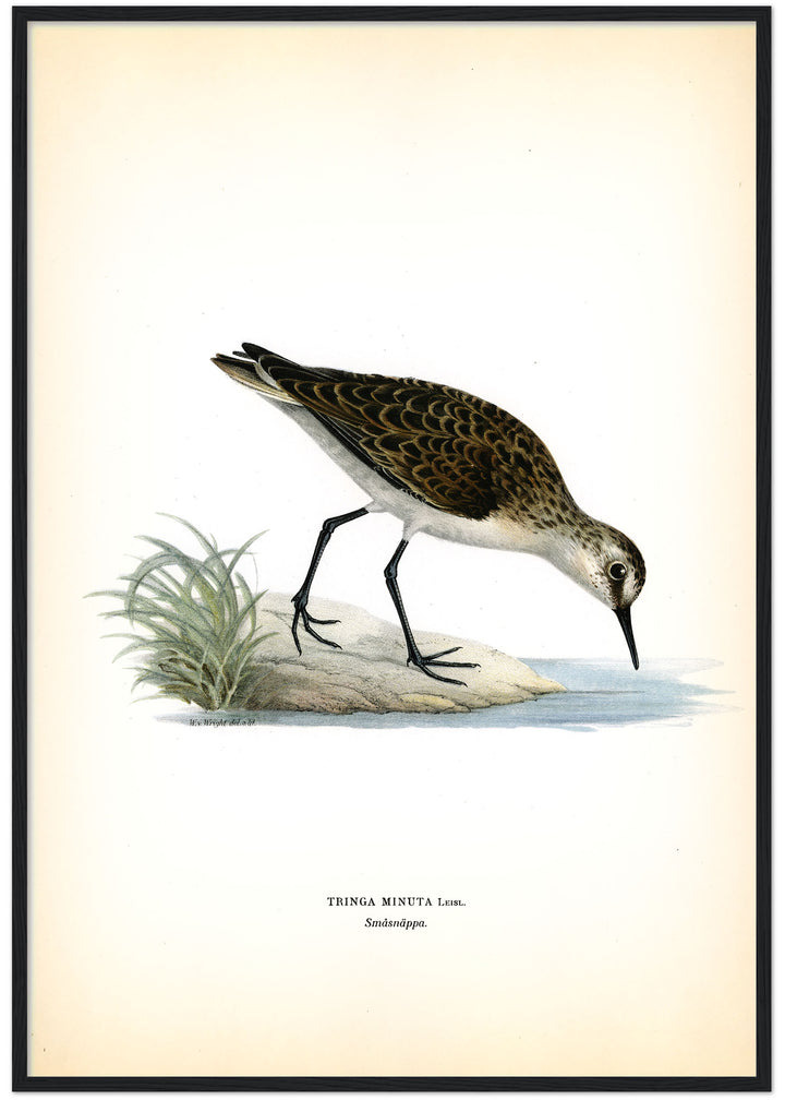 Fågeln Småsnäppa på klassisk vintage poster/affisch