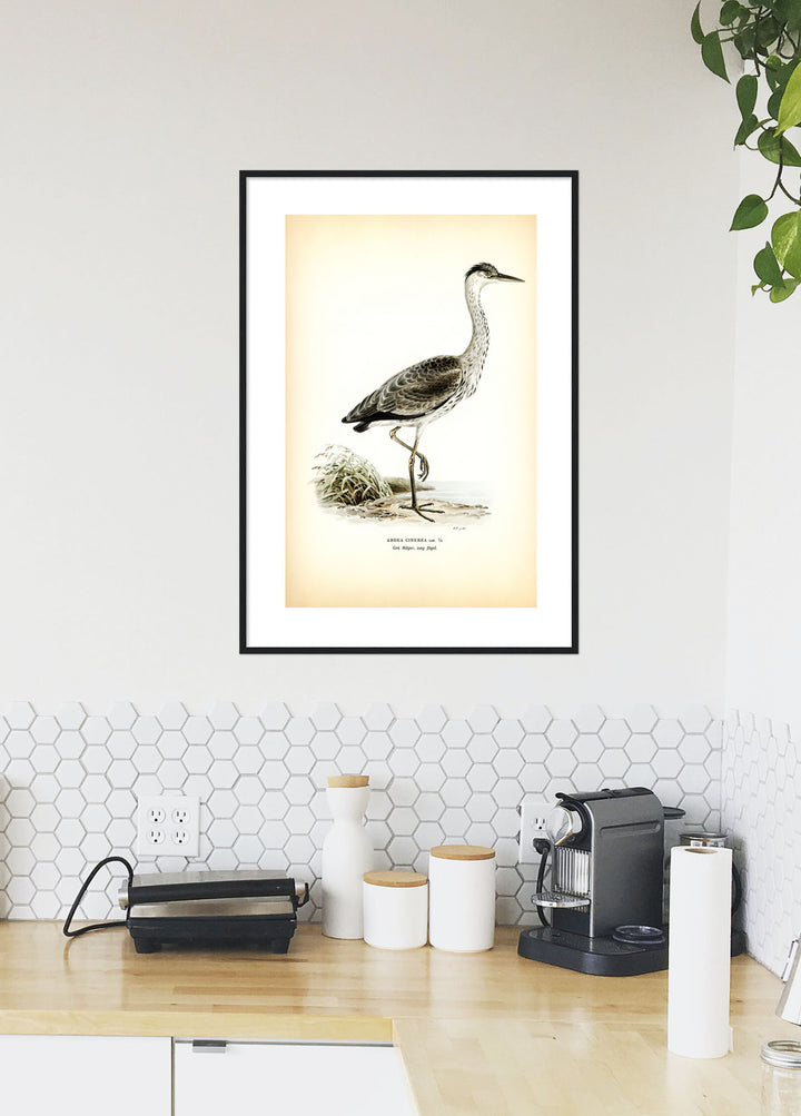Fågeln Grå häger, ung på klassisk vintage poster/affisch