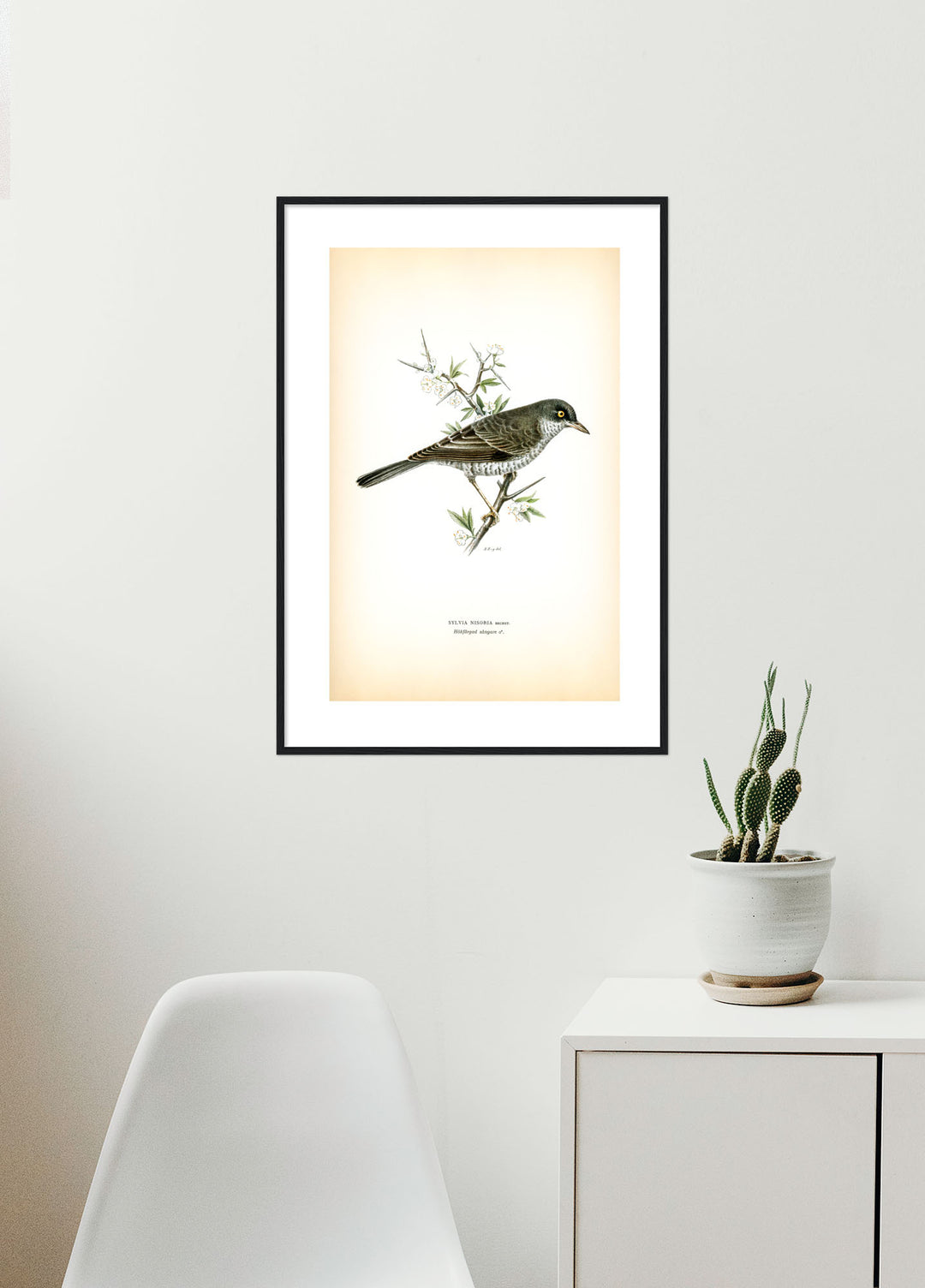 Fågeln Hökfärgad sångare på klassisk vintage poster/affisch