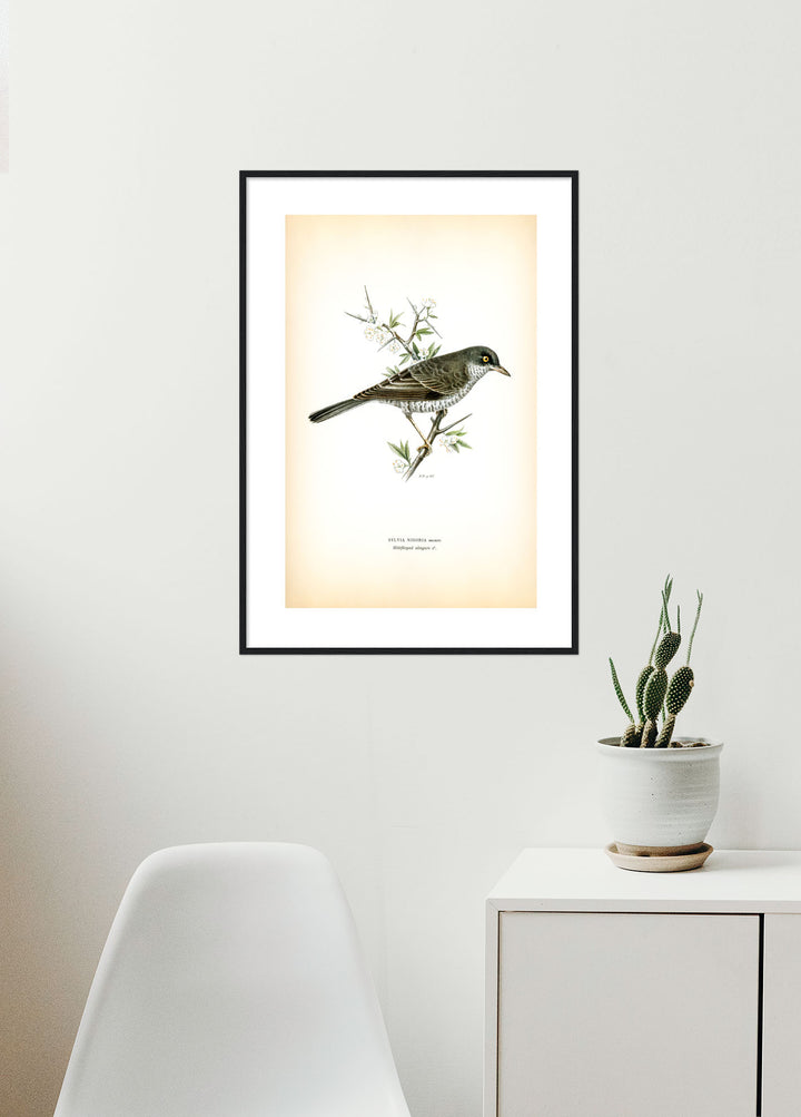 Fågeln Hökfärgad sångare på klassisk vintage poster/affisch