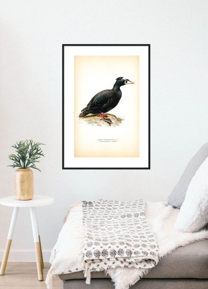 Fågeln Hvitnackad svärta på klassisk vintage poster/affisch