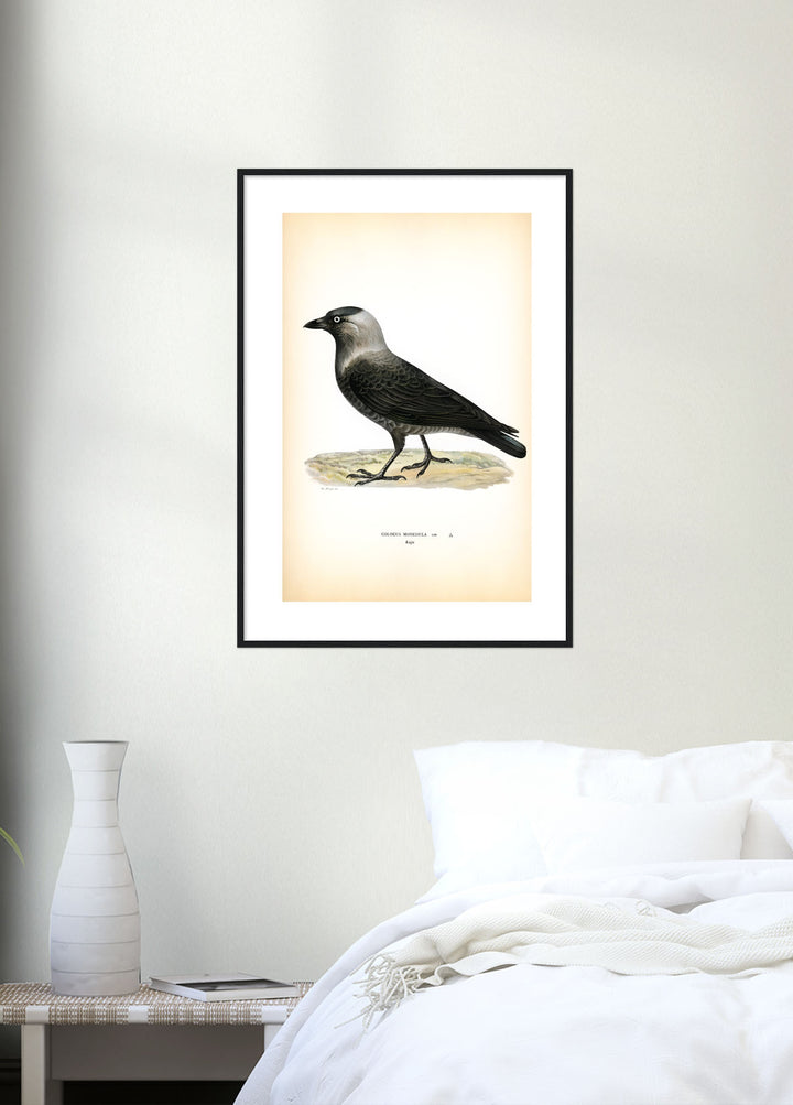 Fågeln Kaja på klassisk vintage poster/affisch