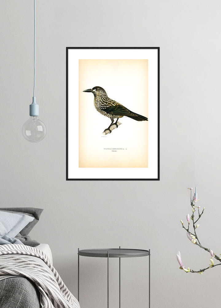 Fågeln Nötkråka på klassisk vintage poster/affisch