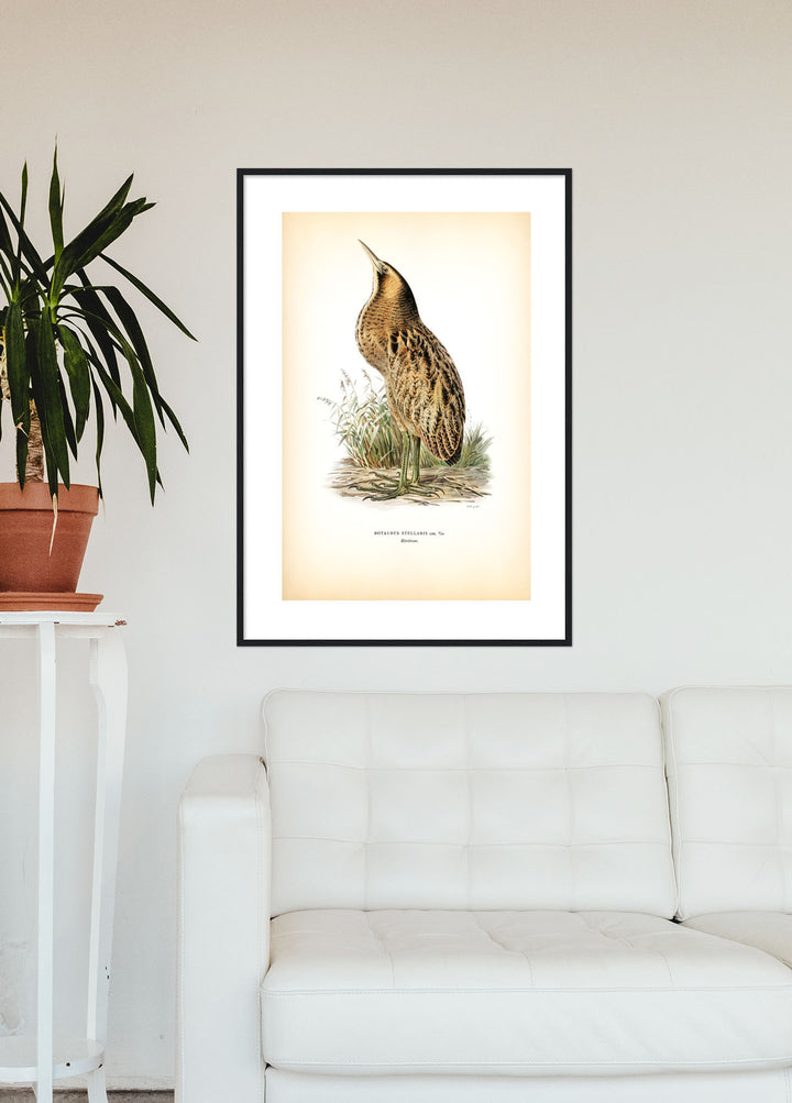 Fågeln Rördrom på klassisk vintage poster/affisch