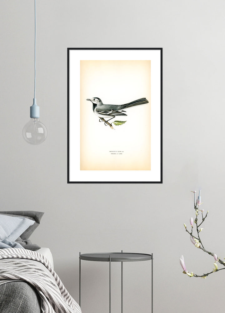 Fågeln Sädesärla, hona i vårdräkt på klassisk vintage poster/affisch