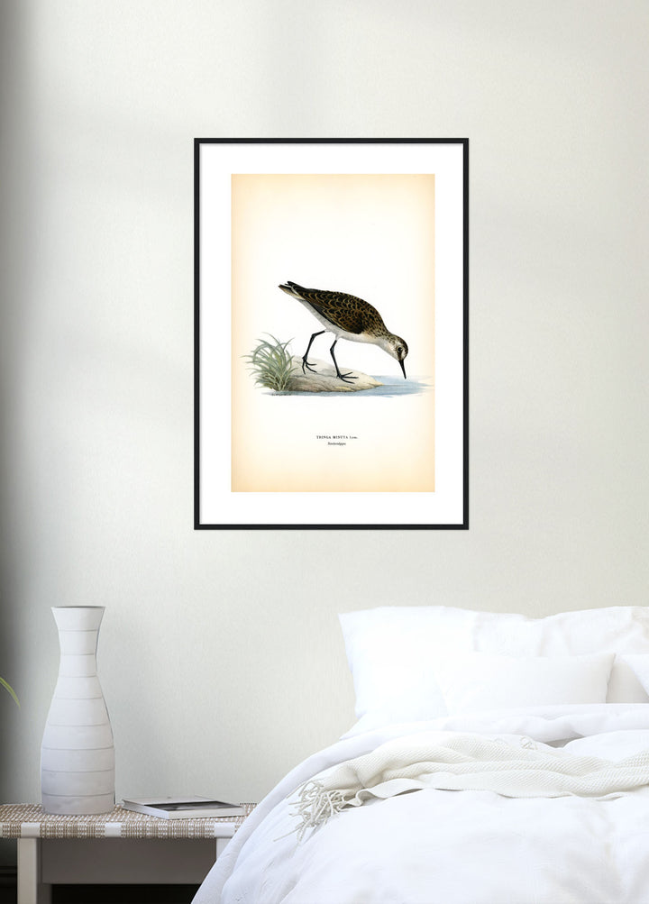 Fågeln Småsnäppa på klassisk vintage poster/affisch