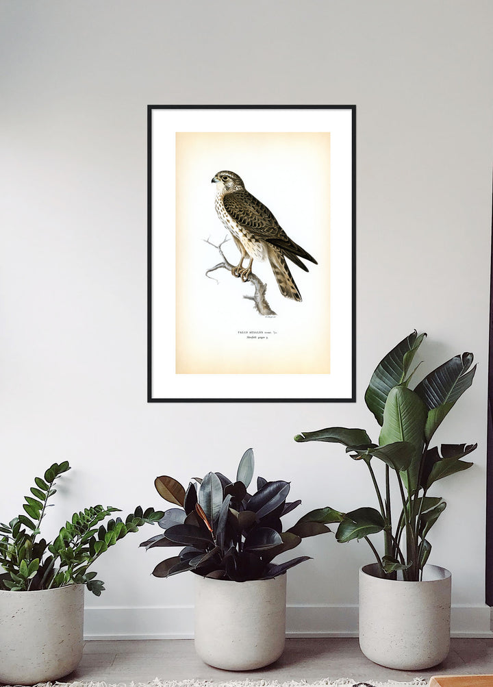 Fågeln Stenfalk, yngre på klassisk vintage poster/affisch