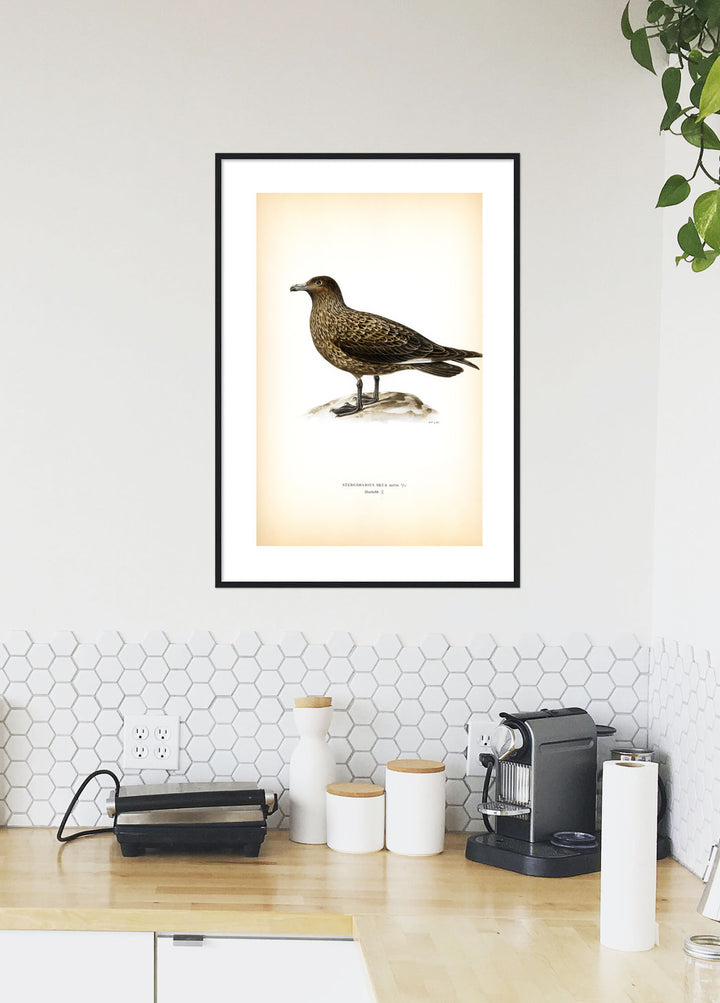 Fågeln Storlabb på klassisk vintage poster/affisch