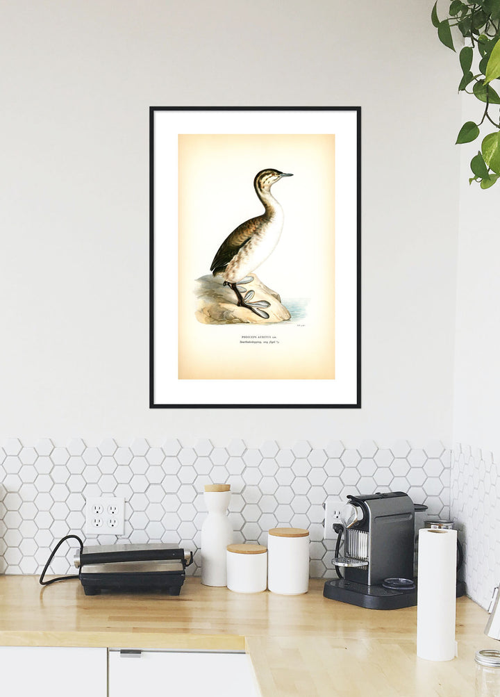 Fågeln Svarthakedopping, ung på klassisk vintage poster/affisch