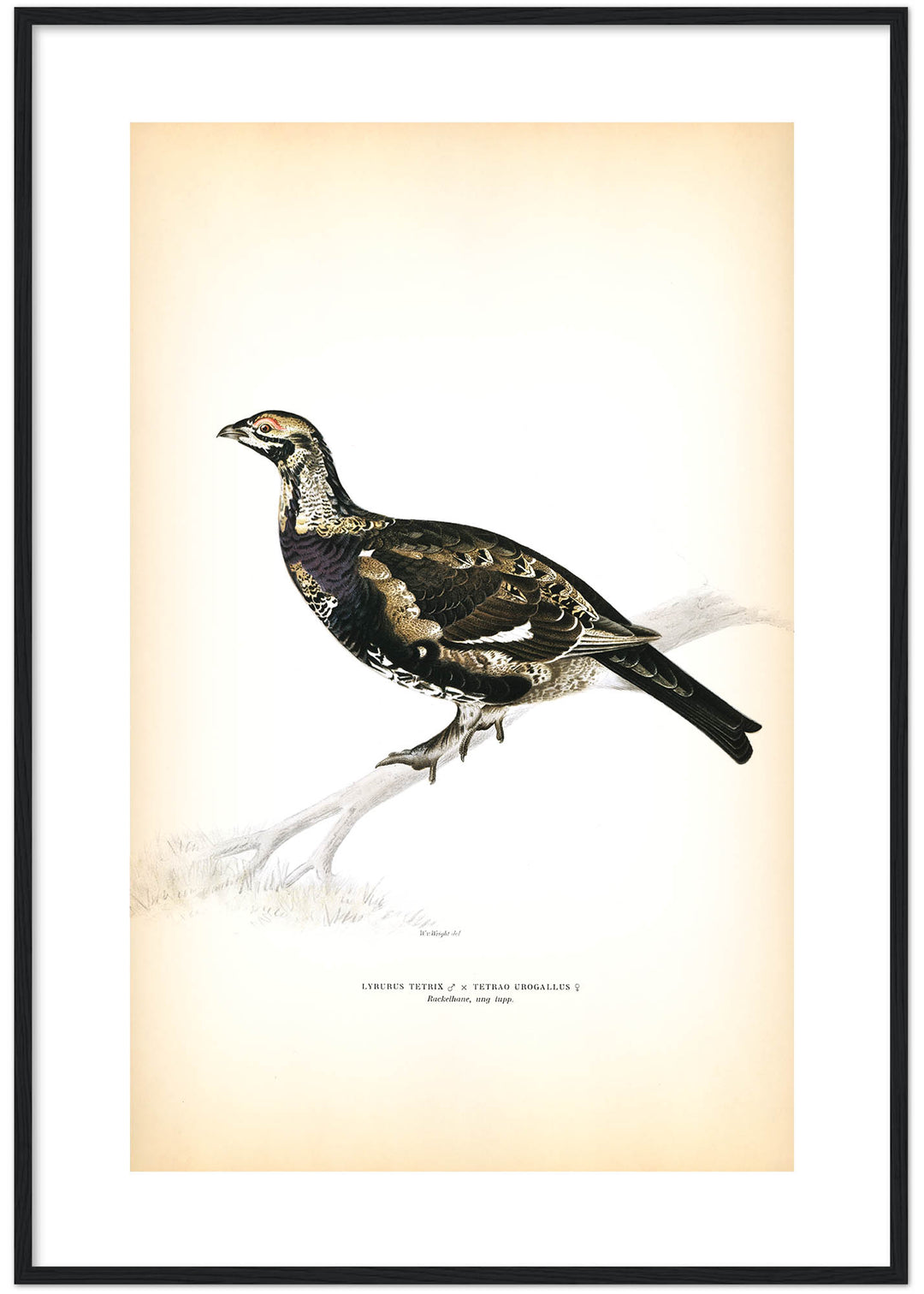 Fågeln Rackelhane, ung tupp på klassisk vintage poster/affisch
