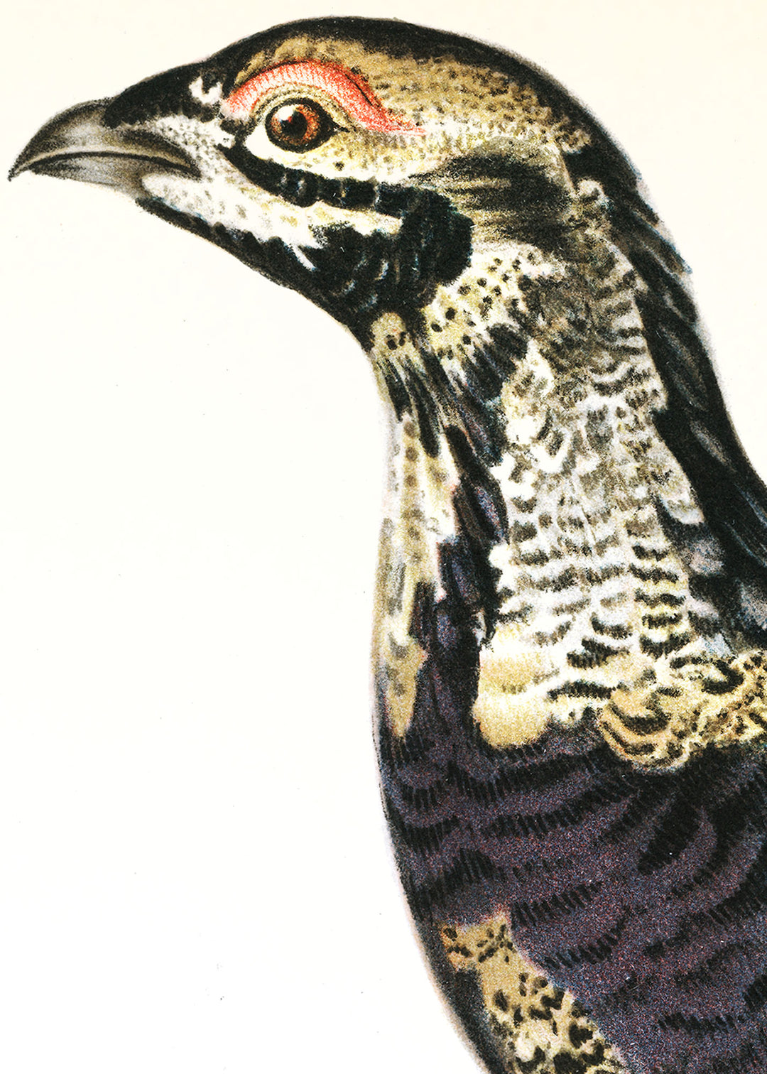 Fågeln Rackelhane, ung tupp på klassisk vintage poster/affisch