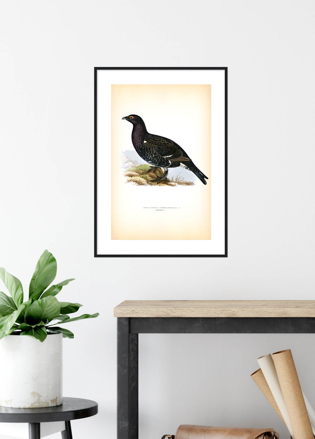 Fågeln Rackelhane på klassisk vintage poster/affisch