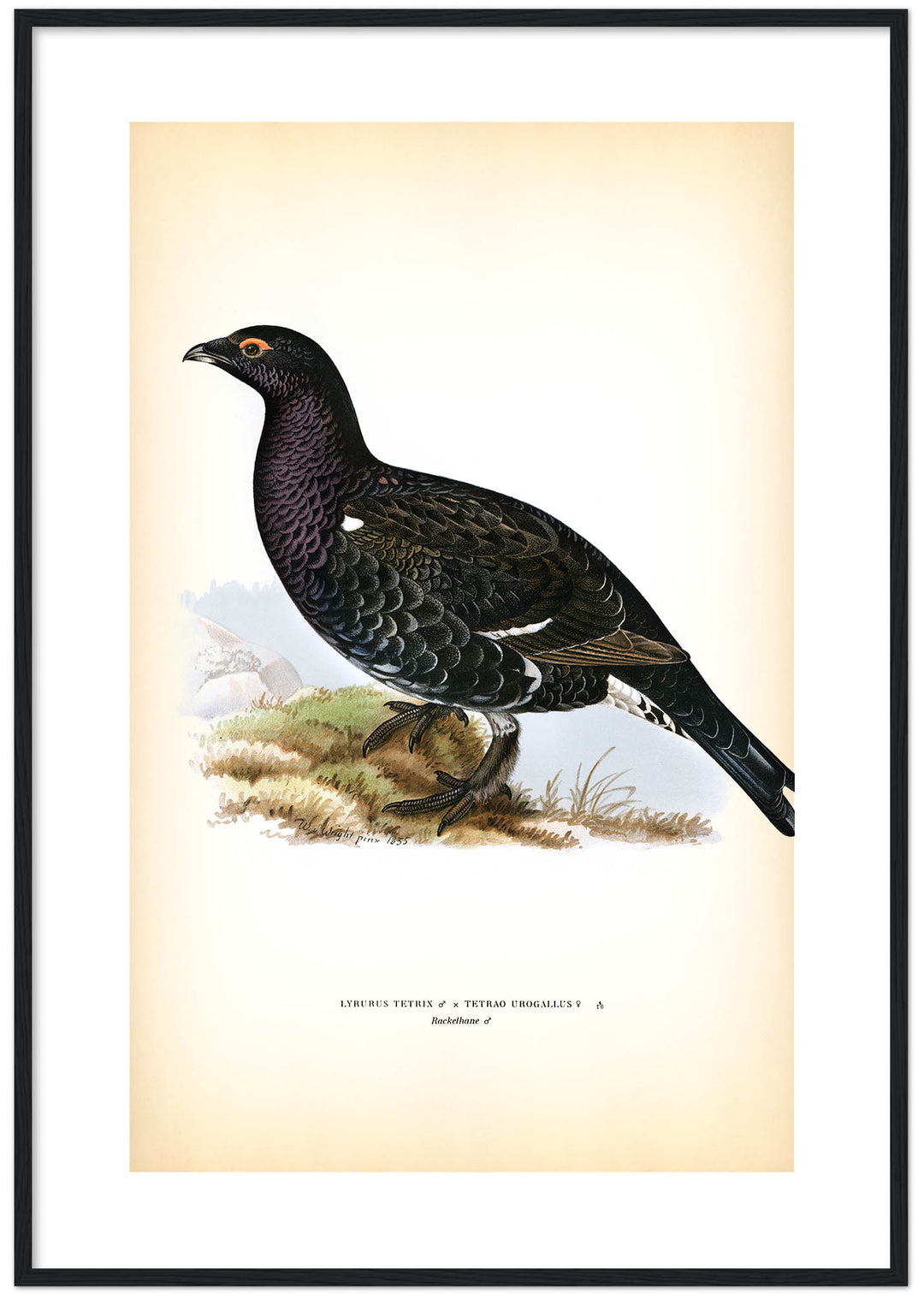 Fågeln Rackelhane på klassisk vintage poster/affisch