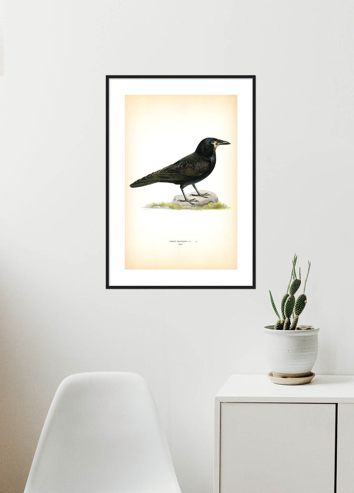 Fågeln Råka på klassisk vintage poster/affisch