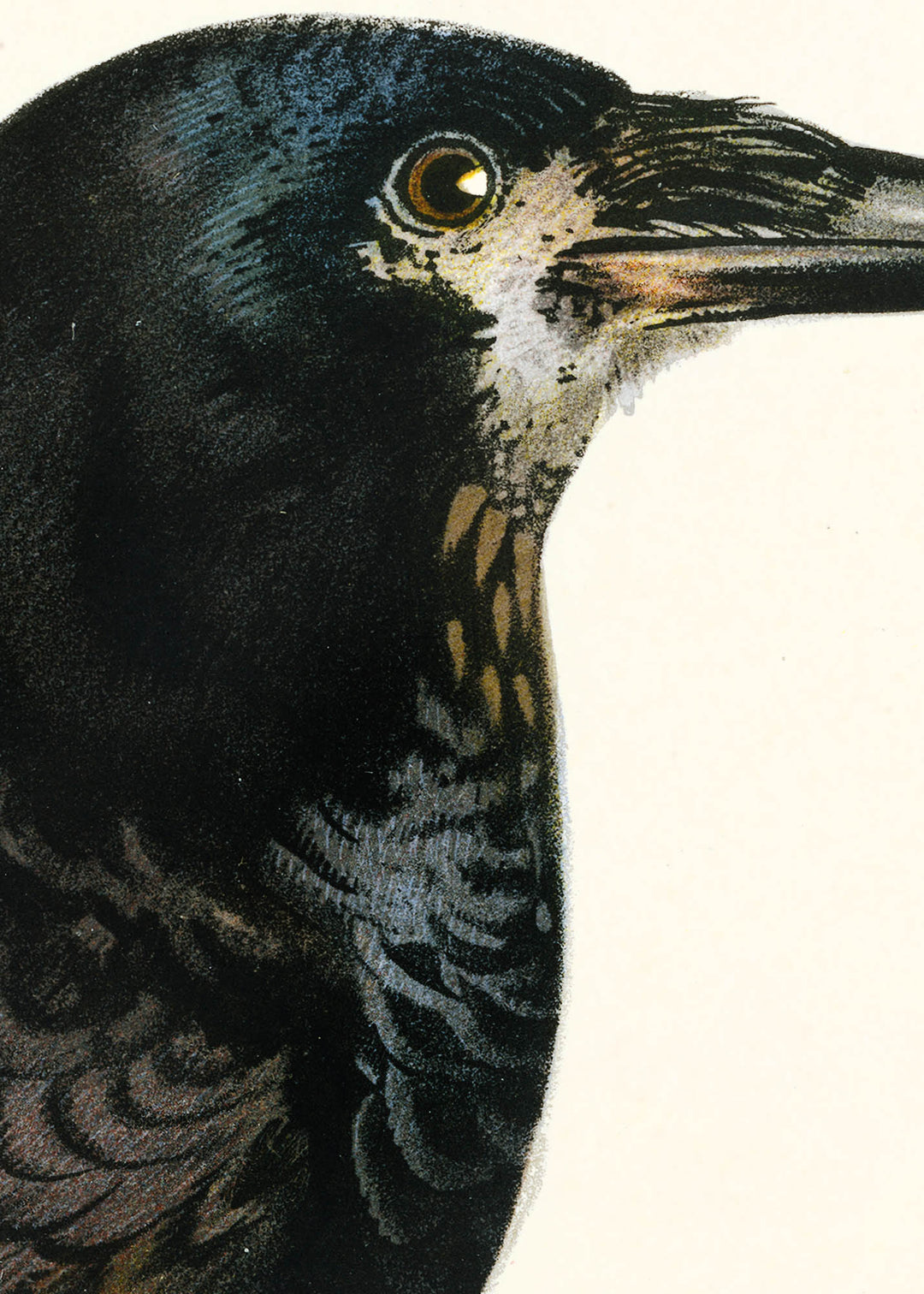 Fågeln Råka på klassisk vintage poster/affisch