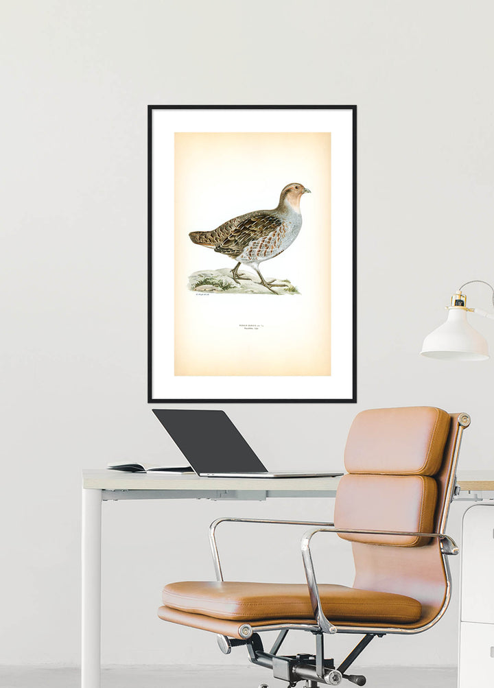 Fågeln Rapphöna, tupp på klassisk vintage poster/affisch