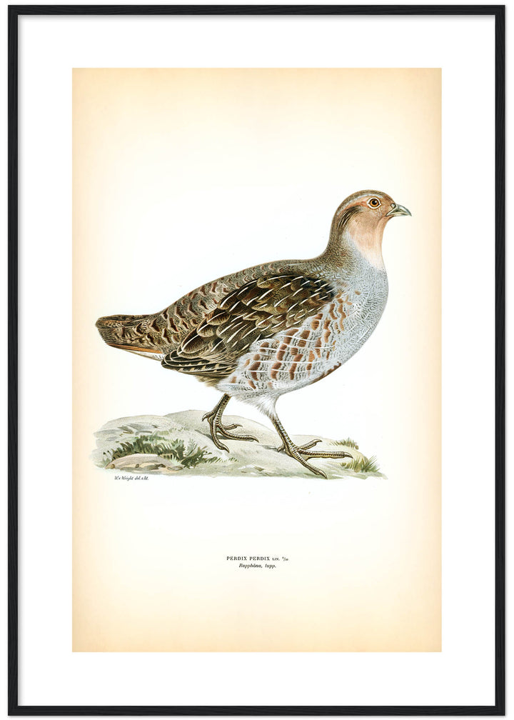 Fågeln Rapphöna, tupp på klassisk vintage poster/affisch