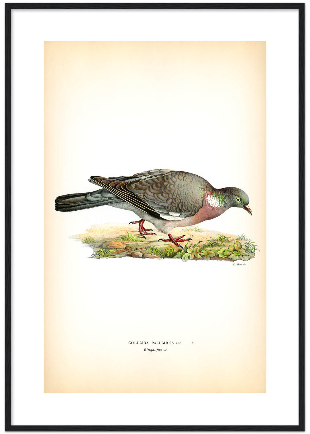 Fågeln Ringdufva på klassisk vintage poster/affisch