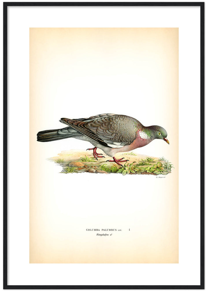 Fågeln Ringdufva på klassisk vintage poster/affisch