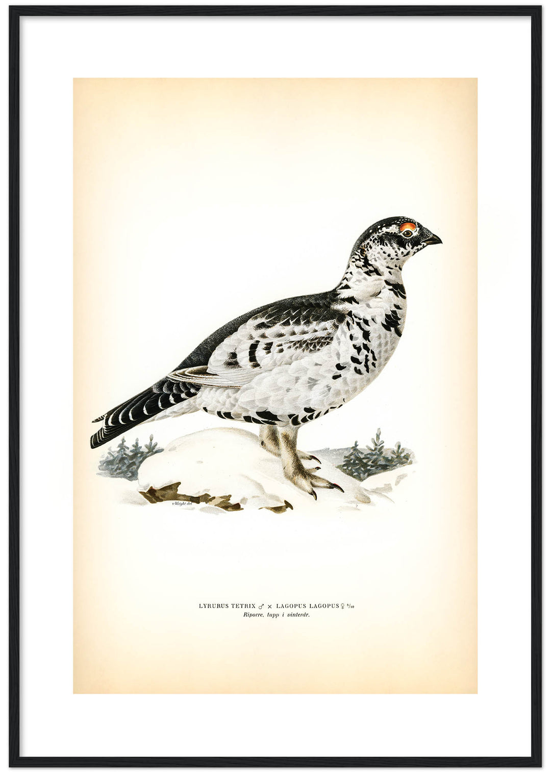 Fågeln Ripsorre, tupp vinter på klassisk vintage poster/affisch