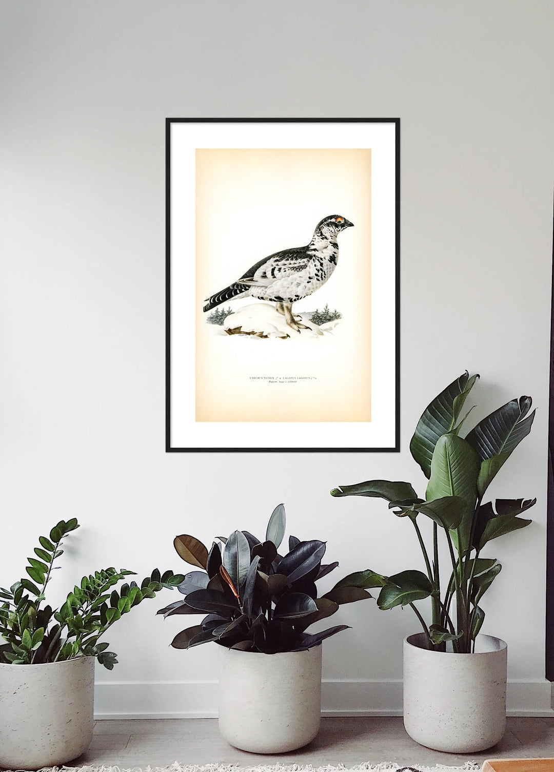 Fågeln Ripsorre, tupp vinter på klassisk vintage poster/affisch