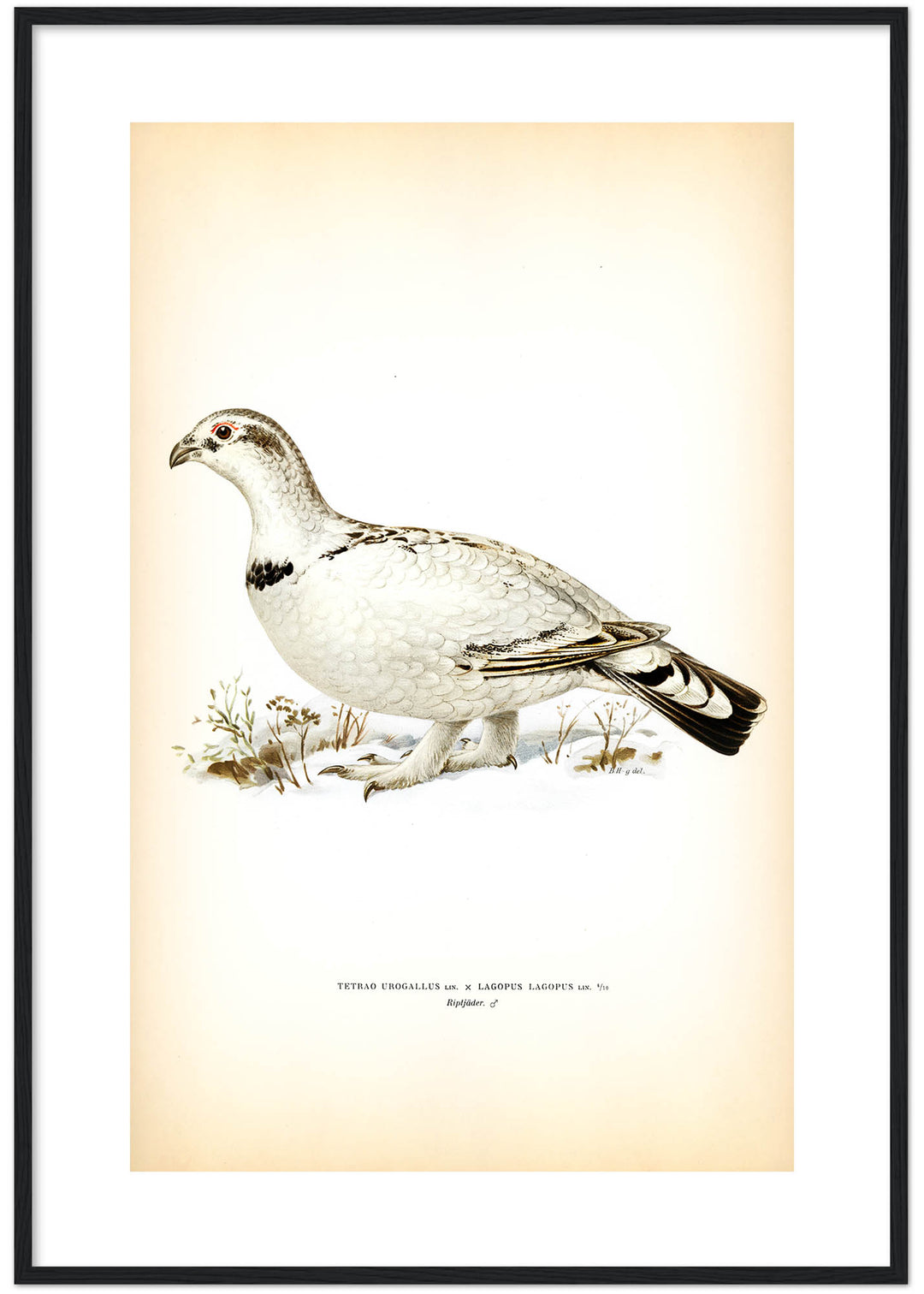 Fågeln Riptjäder på klassisk vintage poster/affisch
