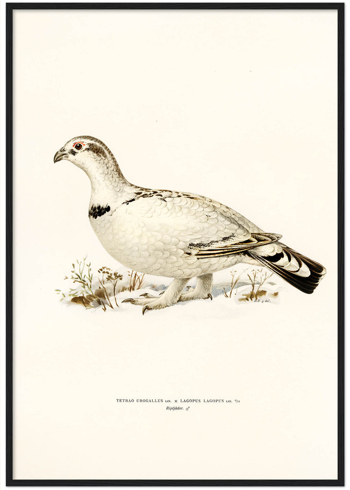 Fågeln Riptjäder på klassisk vintage poster/affisch