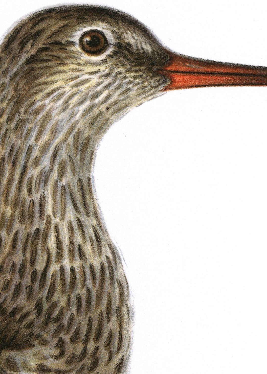 Fågeln Rödbena, sommar på klassisk vintage poster/affisch