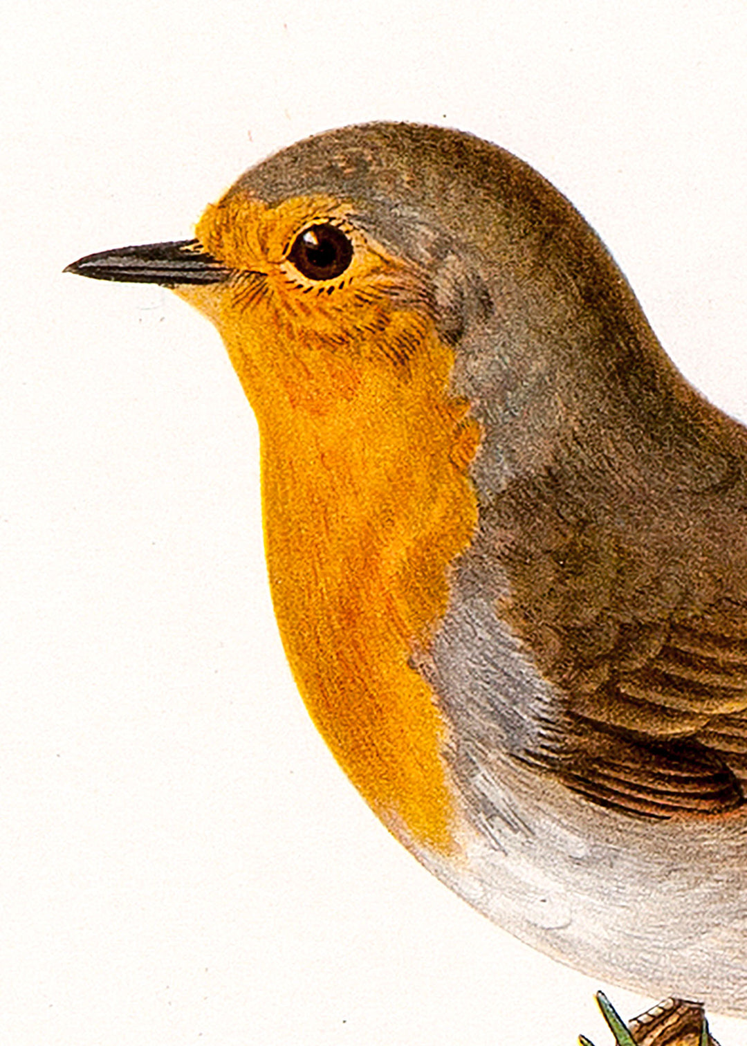 Fågeln Rödhake på klassisk vintage poster/affisch