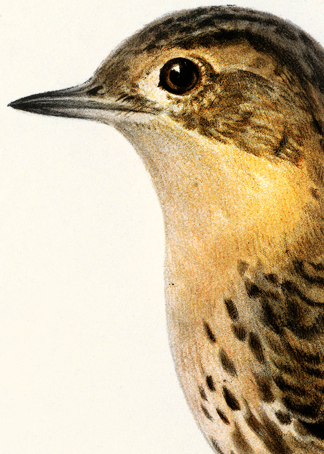 Fågeln Rödstrupig piplärka på klassisk vintage poster/affisch