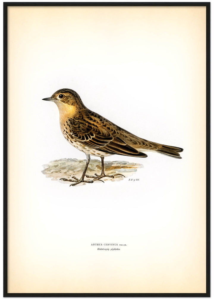 Fågeln Rödstrupig piplärka på klassisk vintage poster/affisch