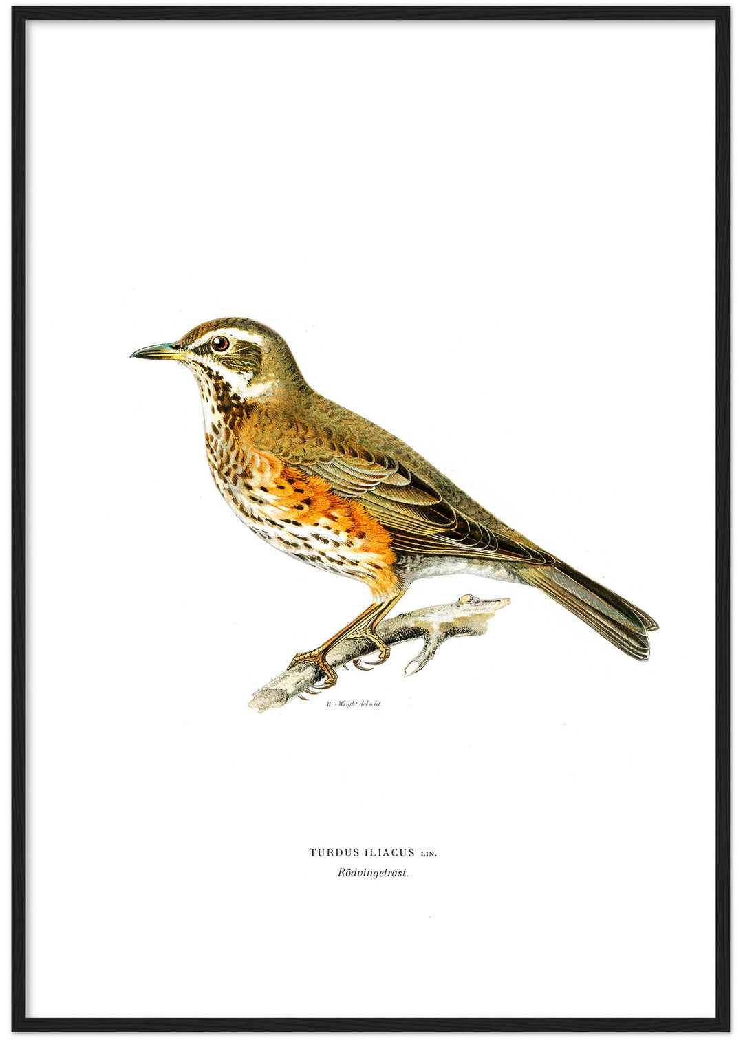 Fågeln Rödvingetrast på klassisk vintage poster/affisch