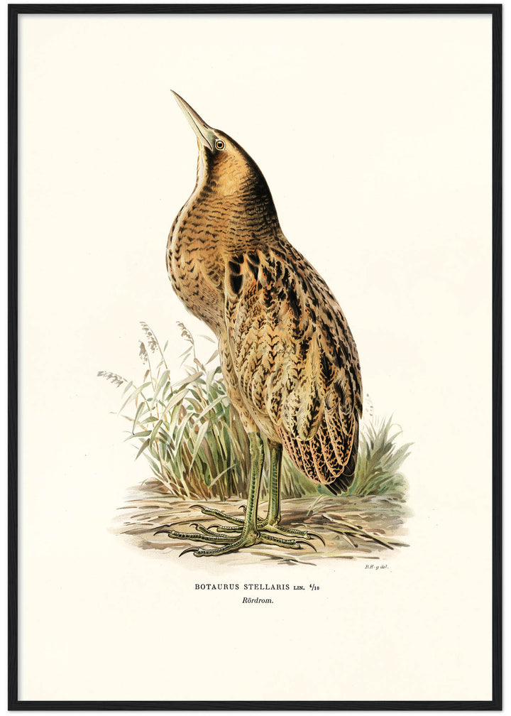 Fågeln Rördrom på klassisk vintage poster/affisch