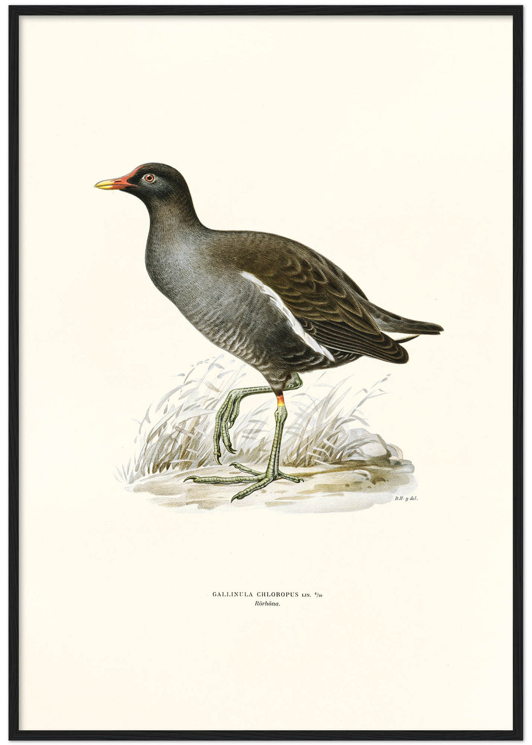 Fågeln Rörhöna på klassisk vintage poster/affisch