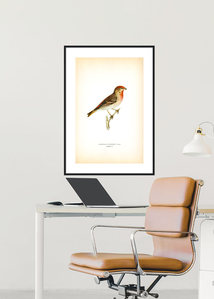 Fågeln Rosenfink på klassisk vintage poster/affisch
