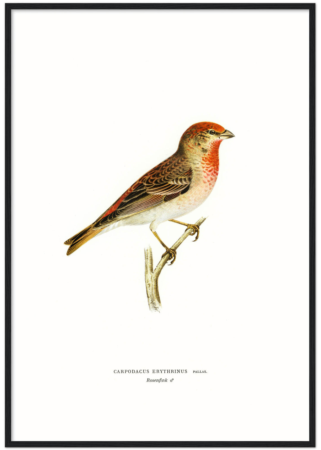 Fågeln Rosenfink på klassisk vintage poster/affisch
