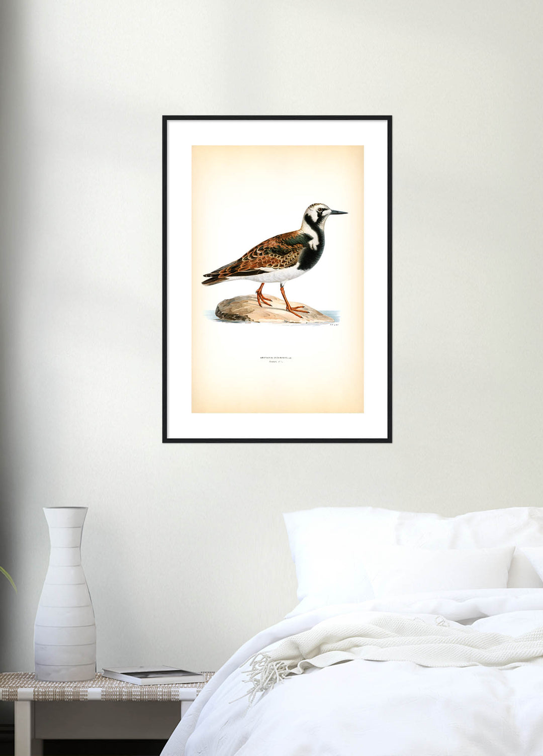 Fågeln Roskarl på klassisk vintage poster/affisch