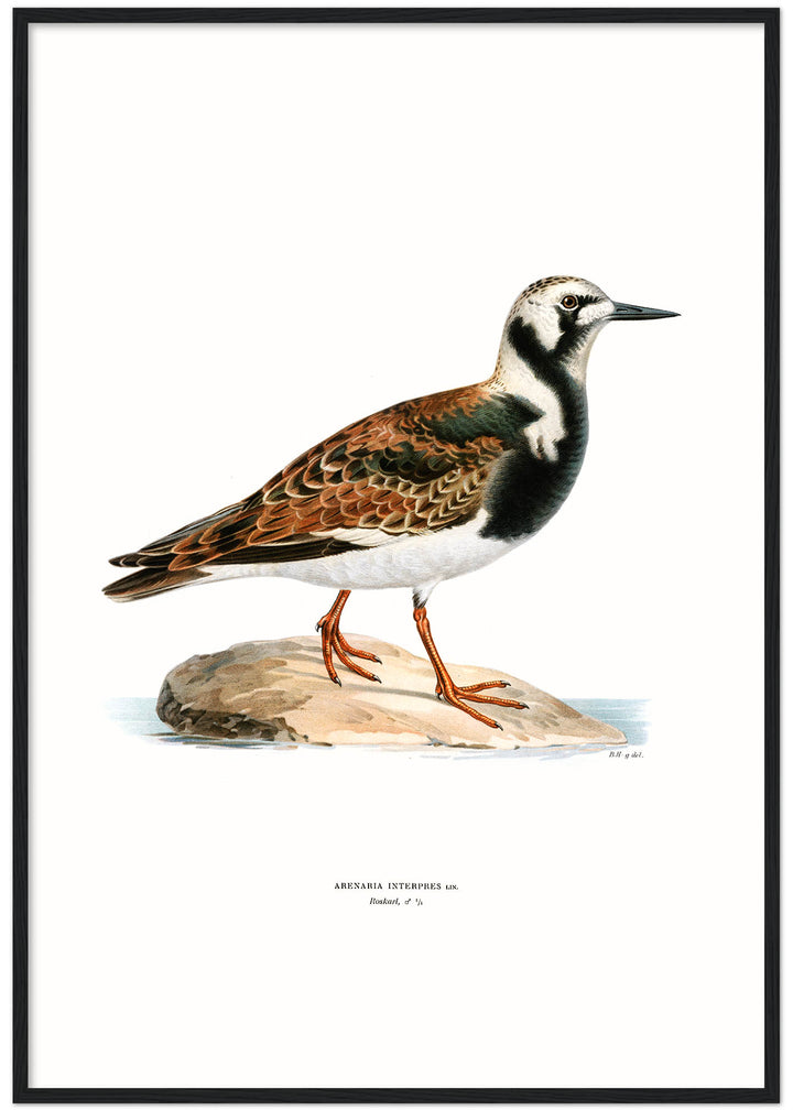 Fågeln Roskarl på klassisk vintage poster/affisch