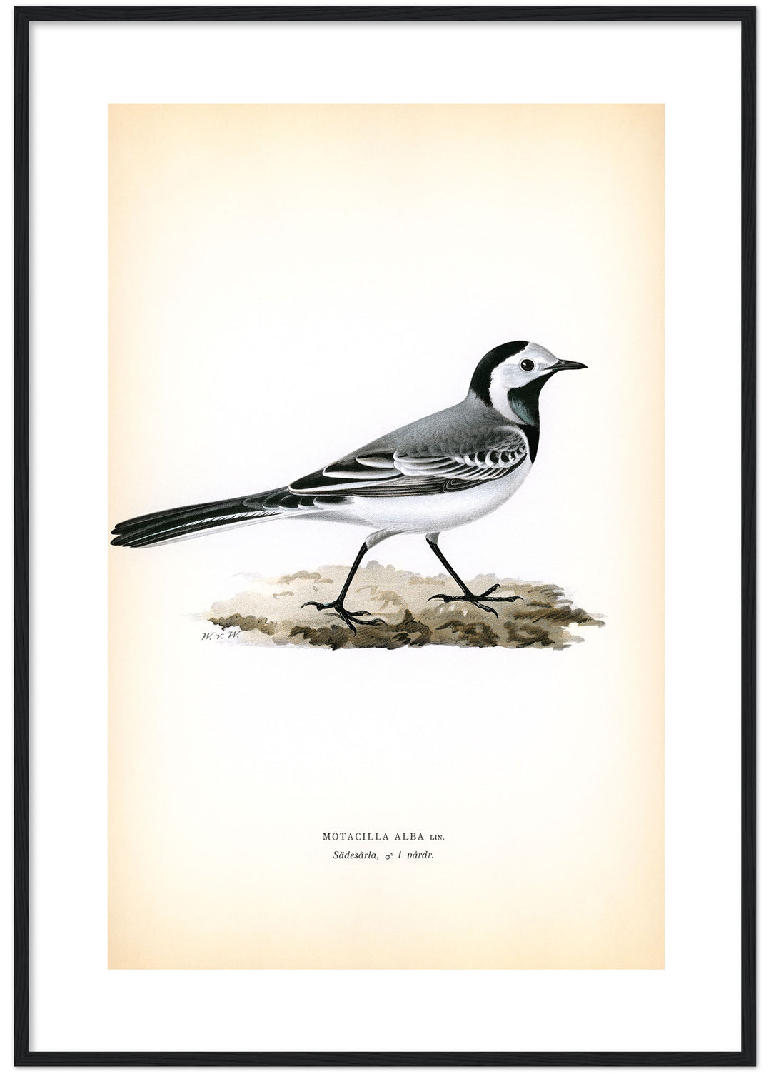 Fågeln Sädesärla, hane i vårdräkt på klassisk vintage poster/affisch