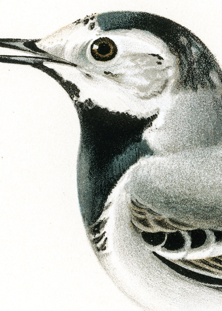 Fågeln Sädesärla, hona i vårdräkt på klassisk vintage poster/affisch