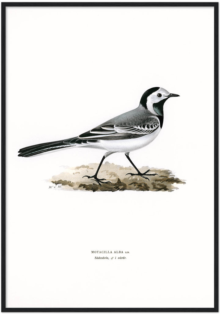 Fågeln Sädesärla, hane i vårdräkt på klassisk vintage poster/affisch
