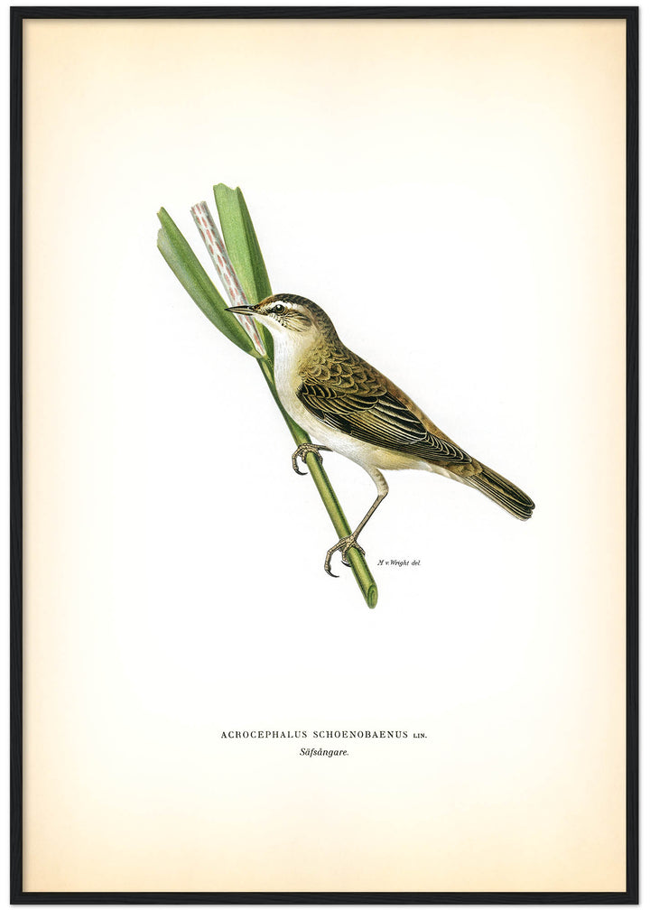 Fågeln Säfsångare på klassisk vintage poster/affisch