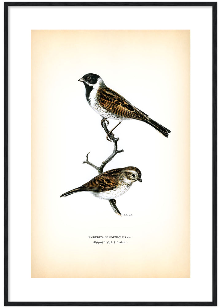 Fågeln Säfsparf på klassisk vintage poster/affisch