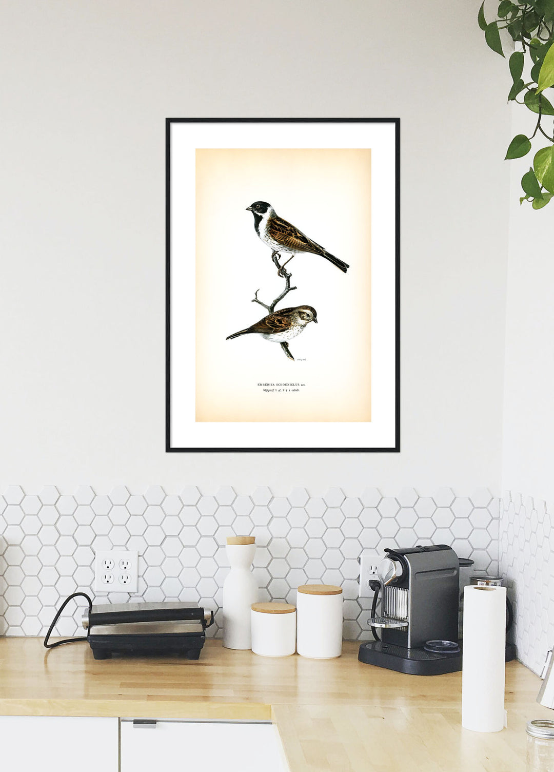 Fågeln Säfsparf på klassisk vintage poster/affisch