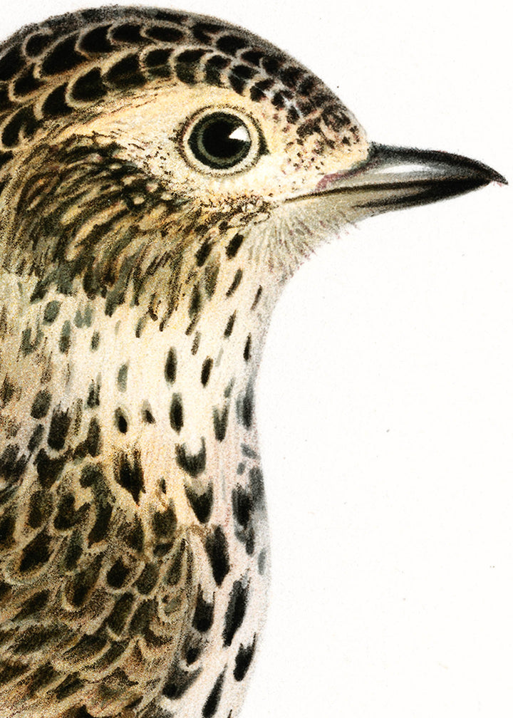 Fågeln Sånglärka på klassisk vintage poster/affisch