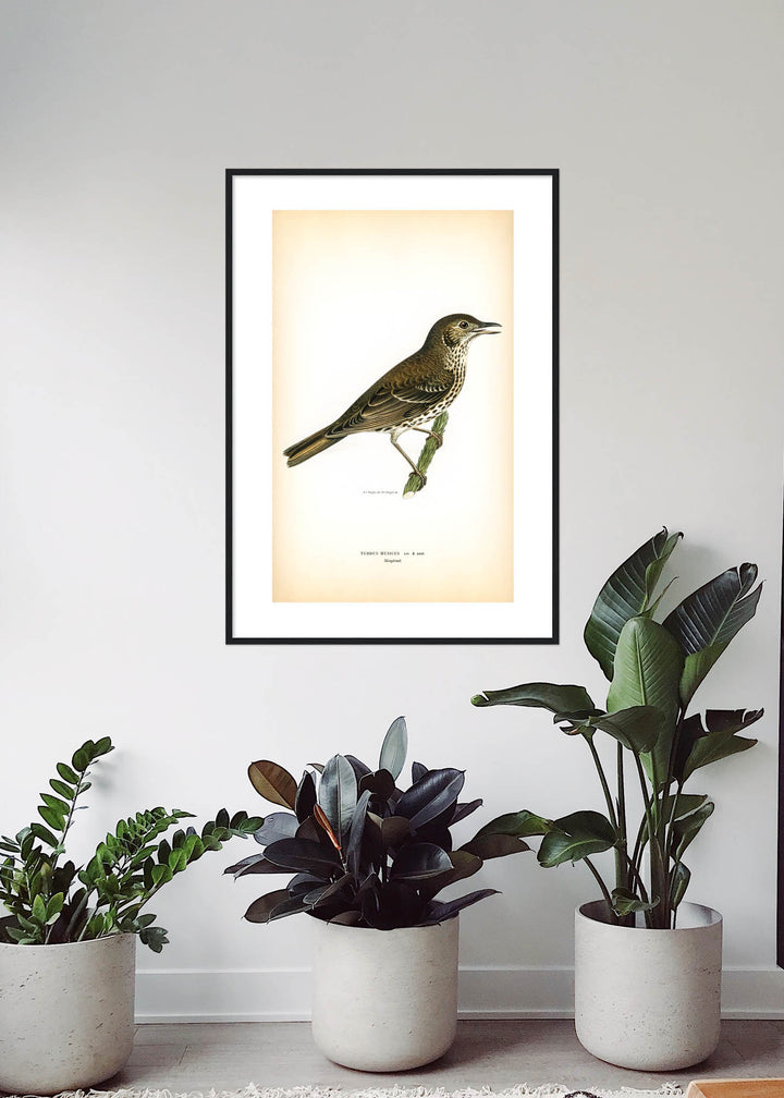 Fågeln Sångtrast på klassisk vintage poster/affisch