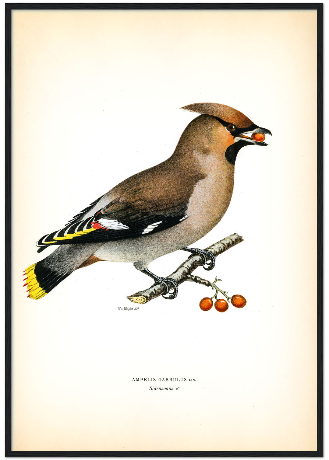 Fågeln Sidensvans på klassisk vintage poster/affisch