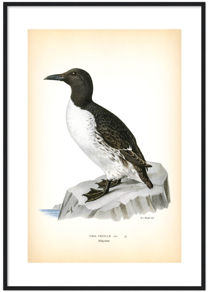 Fågeln Sillgrissla på klassisk vintage poster/affisch