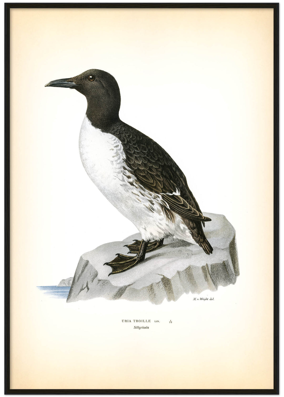 Fågeln Sillgrissla på klassisk vintage poster/affisch